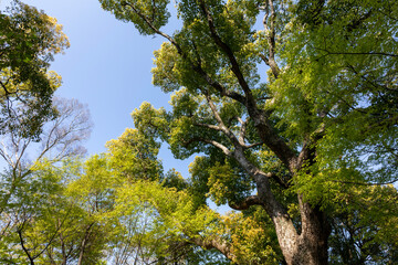 Obraz premium 青空と緑の木々の背景