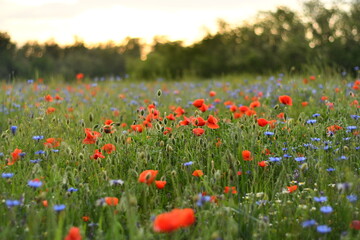Fototapeta premium field of red poppies