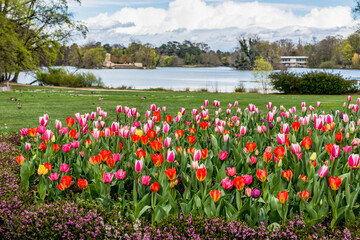 Tulipes au parc de la Tête d'Or à Lyon