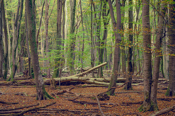 Fallen beech tree on the ground of an ancient autumn forest