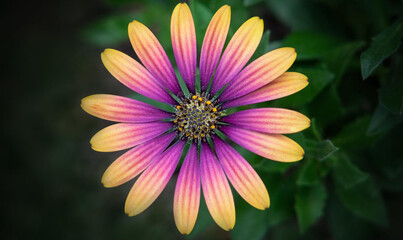 pink and yellow flower