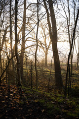 Obraz premium morning in the forest