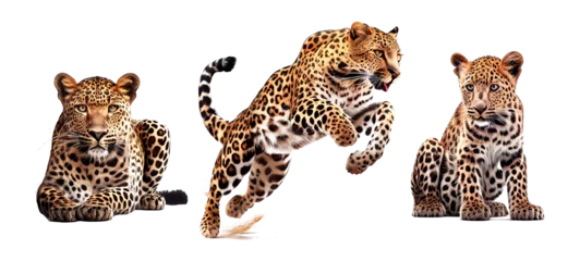 Foto op Plexiglas leopard on a transparent background For decorating projects easily. generative AI © I LOVE PNG