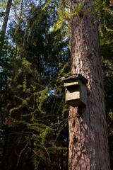 Vogelhaus, Nistkasten hängt hoch oben an einem Baumstamm im Wald