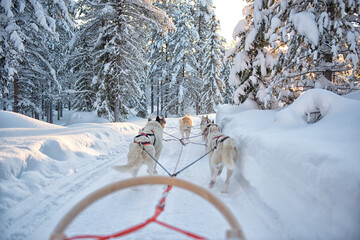 The sled dogs, siberian husky pull the sled through the snow in beautiful Lapland. There is a lot of snow on the trees. © Rene
