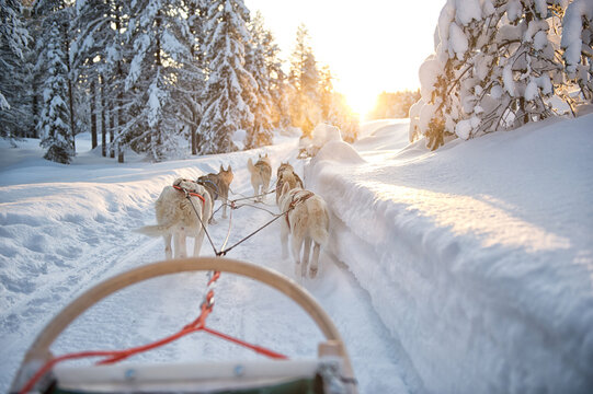 The sled dogs, siberian husky pull the sled through the snow in beautiful Lapland. There is a lot of snow on the trees.