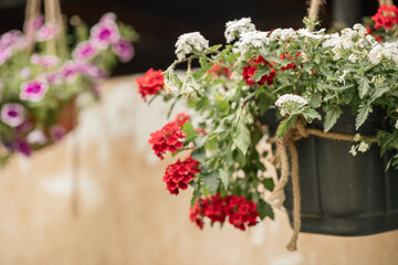 Baskets with suspended petunia flowers on the terrace. Petunia flower is an ornamental plant. selective focus