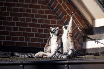 A close up portrait of three ring tailed lemurs sitting on a roof in the sunlight. One animal is reaching and holding on to an electrical wire. An other mammal looks like it is meditating and resting.