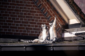 A portrait of three ring tailed lemurs sitting on a roof in the sunlight. One animal is reaching and holding on to an electrical wire. An other mammal looks like it is meditating and resting.