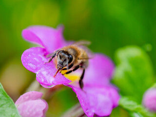 Biene frontal beim TRinken auf Primel BLüte