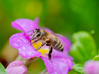 Biene trinkt Wasser auf lila Primel