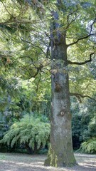 Fototapeta premium bambouseraie d'Anduze dans les Cévennes, Gard, Occitanie, France