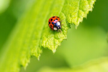 A portrait of a red ladybug or coccinellidae with black spots, walking towards the edge of a green leaf of a tree. The insect is very useful in a garden.