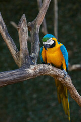 macaw parrot blue yellow color, sitting on a branch against a background of tropical greenery