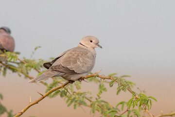 Eurasian collared dove or Streptopelia decaocto observed near Nalsarovar, India