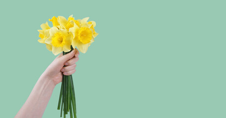 Hand hold bouquet of yellow daffodils flowers, Easter bells isolated on green background. Blooming...