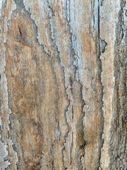 Obraz premium Treibholz