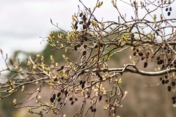 Hainbuchen Baum
