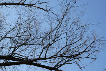 tree branches against blue sky