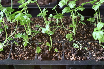 Two-month-old root celery seedlings