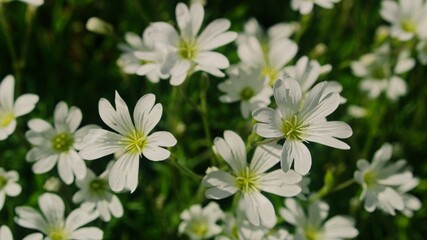Weiße Blumen