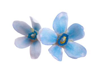 Fototapeta na wymiar blue small flower isolated