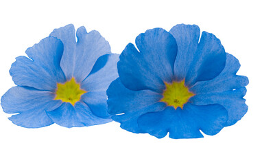 blue flower isolated