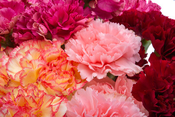 Obraz premium bouquet of carnations isolated