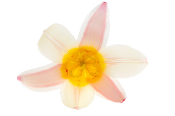 Obraz na płótnie Canvas tulip flower isolated