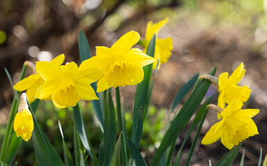 Obraz premium yellow daffodil flowers