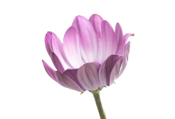A violet Pink Osteosperumum Flower Daisy