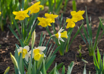yellow daffodil flowers