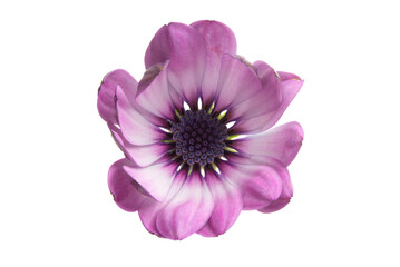 A violet Pink Osteosperumum Flower Daisy