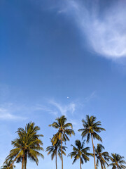 Fototapeta na wymiar coconut tree and blue sky, tree and sky