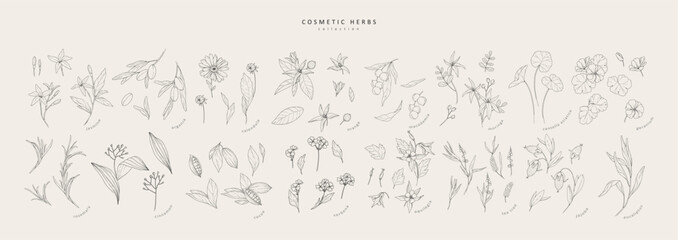 Vector hand drawn cosmetic herbs set. Vintage trendy botanical elements. Hand drawn line leaves branches and blooming. Vector trendy - obrazy, fototapety, plakaty