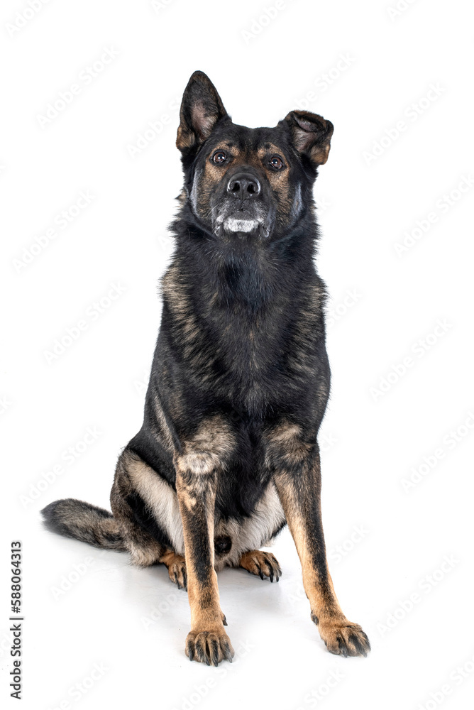 Canvas Prints senior german shepherd