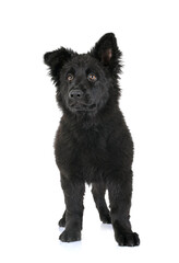 young german shepherd