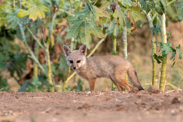 Naklejka na ściany i meble Pups of Bengal fox or Vulpes bengalensis observed near Nalsarovar in Gujarat