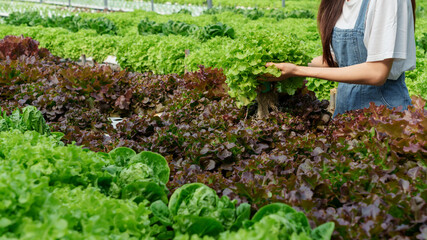 happy farmer hand picking fresh salad in the salad growing garden hydroponic farm Freshly harvested lettuce organic for health food and Earths day concept..
