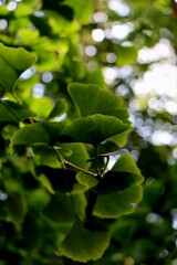 green leaves background