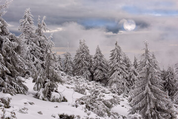  Snow-white firs on a snow-white meadow and full moon in the clouds
