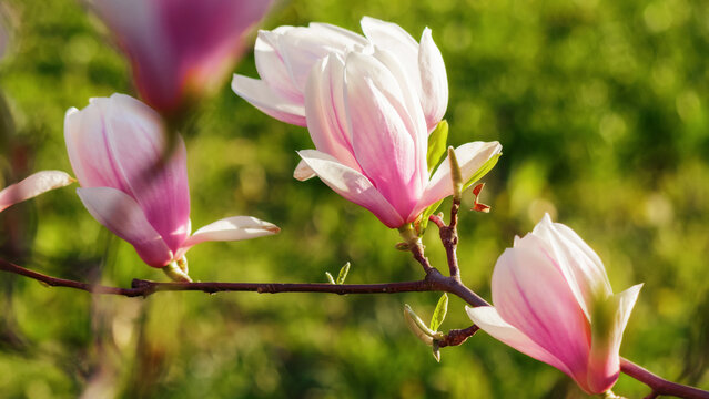 tender pink flowers of magnolia. floral background in sunlight