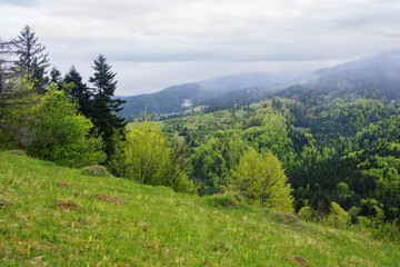 Fototapeta na wymiar green spring mountain landscape with fields. carpathian countryside scenery on a cloudy morning