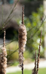 Naklejka premium verblühte Rohrkolben - Typhaceae