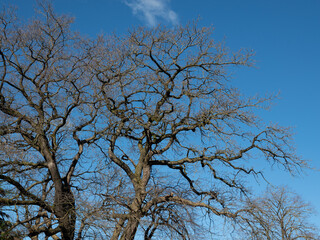 blattloser Baum vor dunkelblauem Himmel, Frühlingsanfang