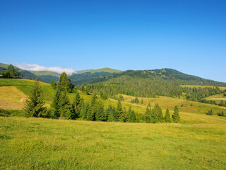 Fototapeta premium carpathian countryside with grassy meadows. summer landscape in mountains