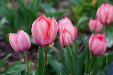 Tulips close-up. Floral background of pink tulips. Flower fields
