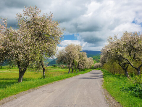 beauty of spring is captured in the scenic backdrop of the countryside, as the road winds through lush fields and blooming trees. scenery surrounded by the green hills and majestic mountains