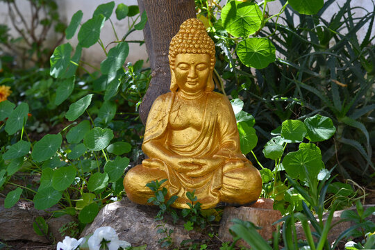 Buggha statue in a garden. Painted in gold figure in meditating pose sitting on the stone under shady tree among green nasturtium vines and aloe’s plants. Asian-style rock-garden in courtyard.