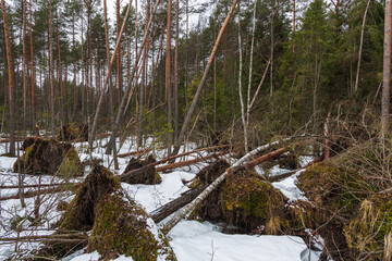 Fallen pines in the forest after a storm.